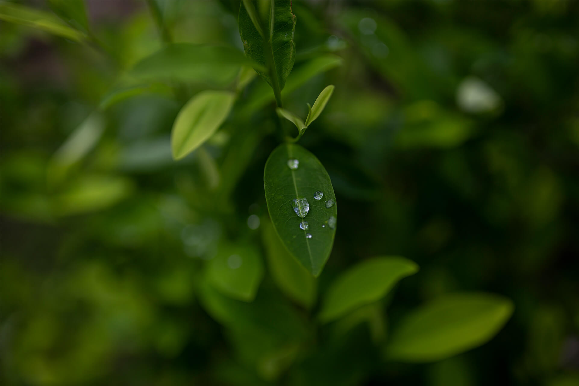 Coca