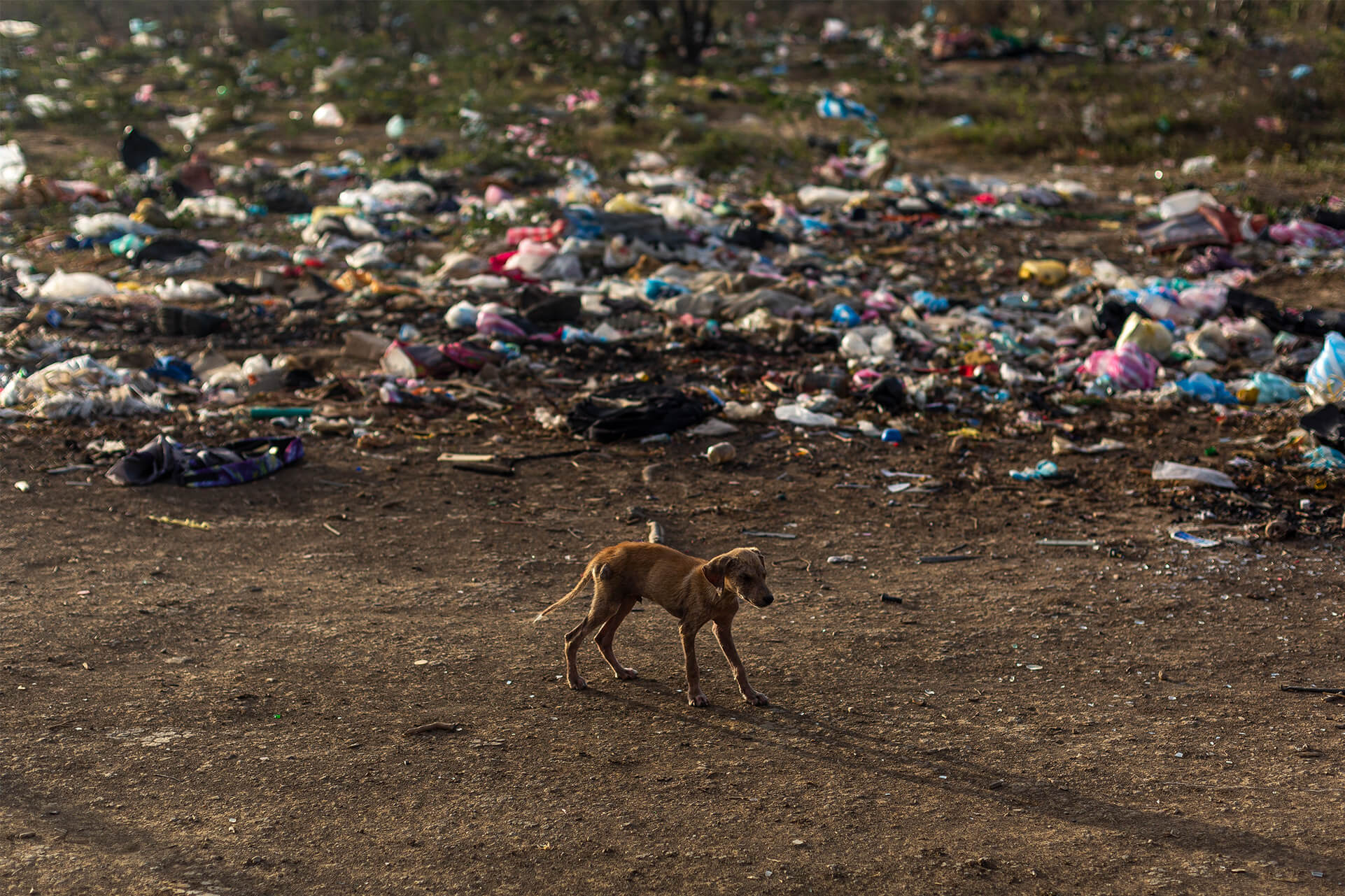 Contaminación por plásticos